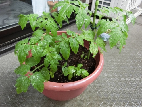 ミニトマト植え付け後