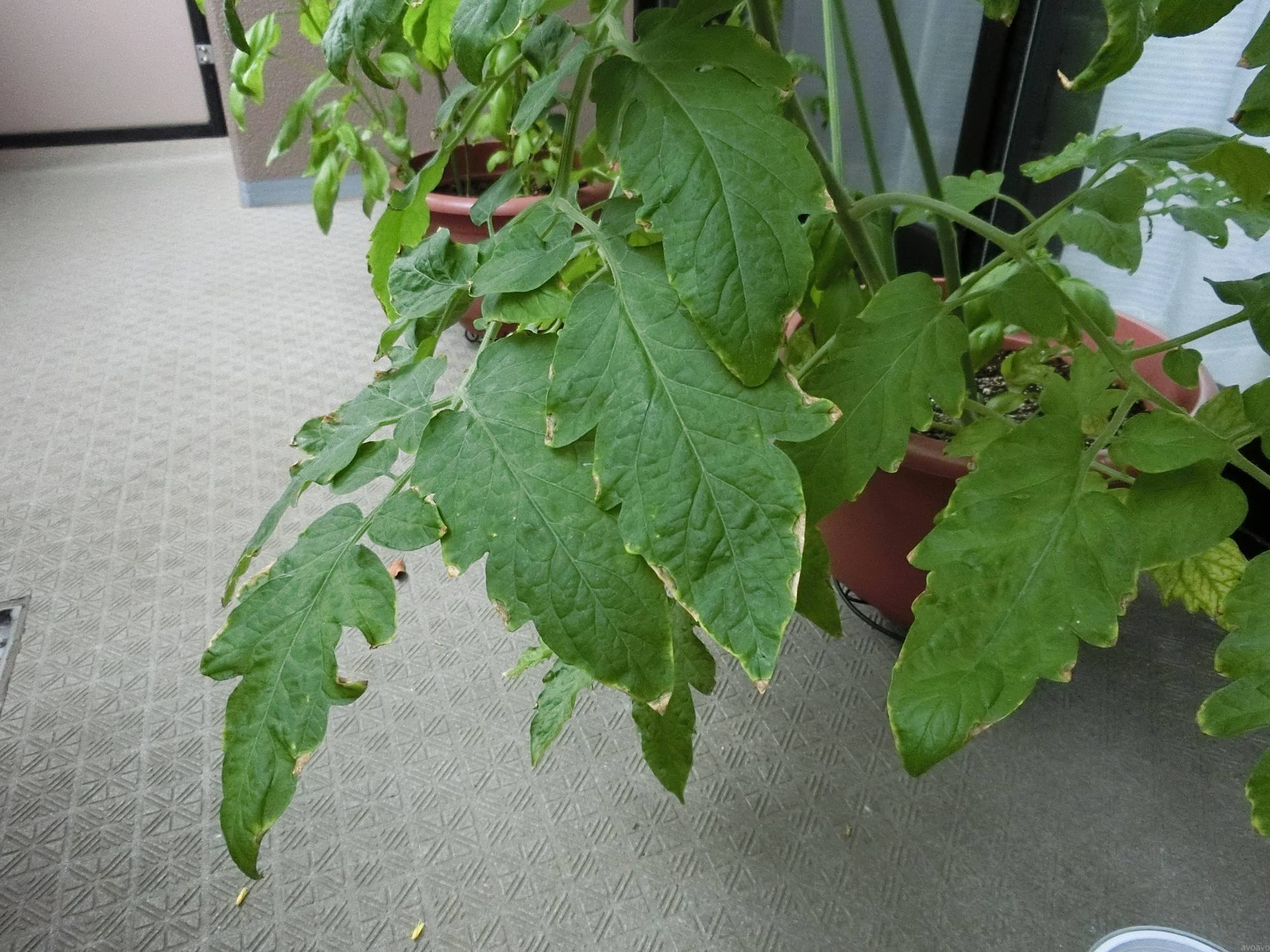 ミニトマトの正常な古い葉